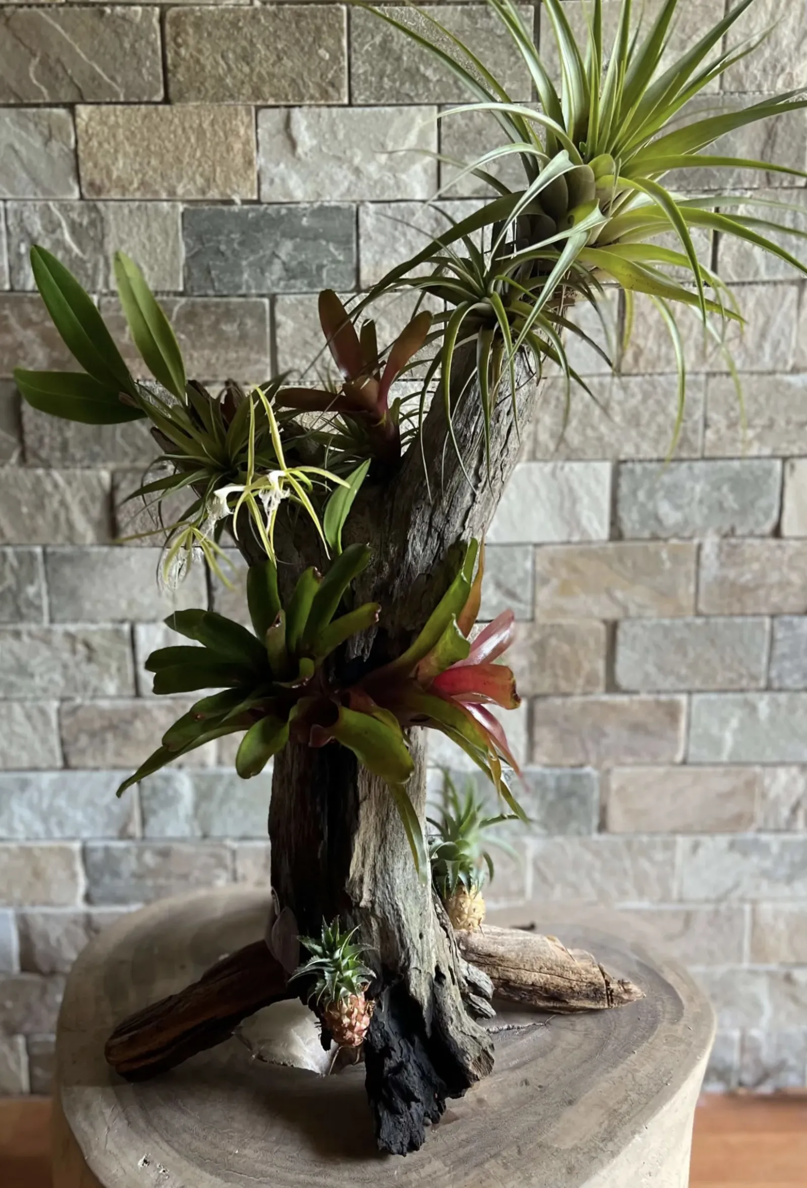 Composition végétale naturelle en Martinique : création sur bois flotté avec orchidée et tillandsia