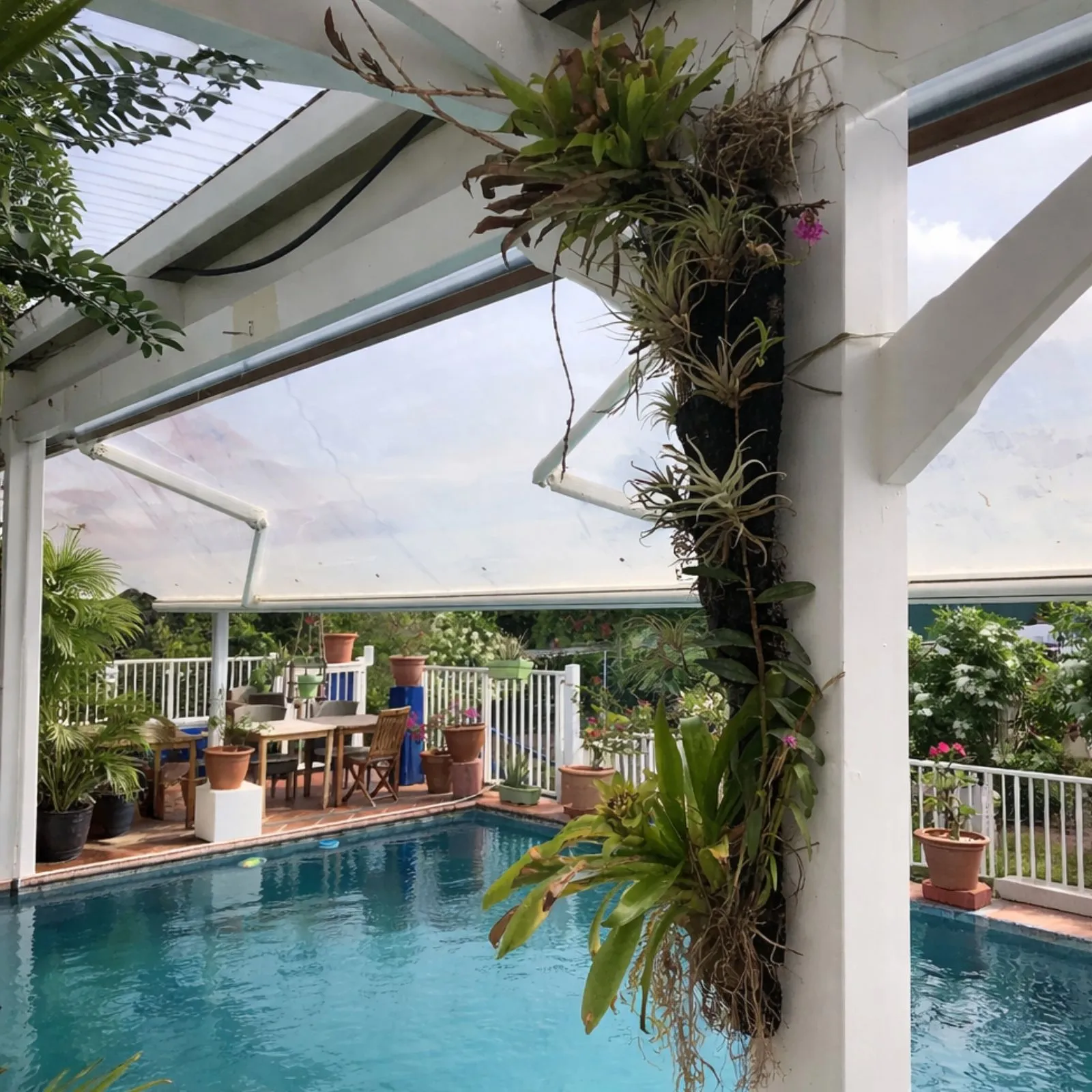 Composition végétale suspendue avec orchidées et tillandsias sur fougère arborescente en hôtel en Martinique