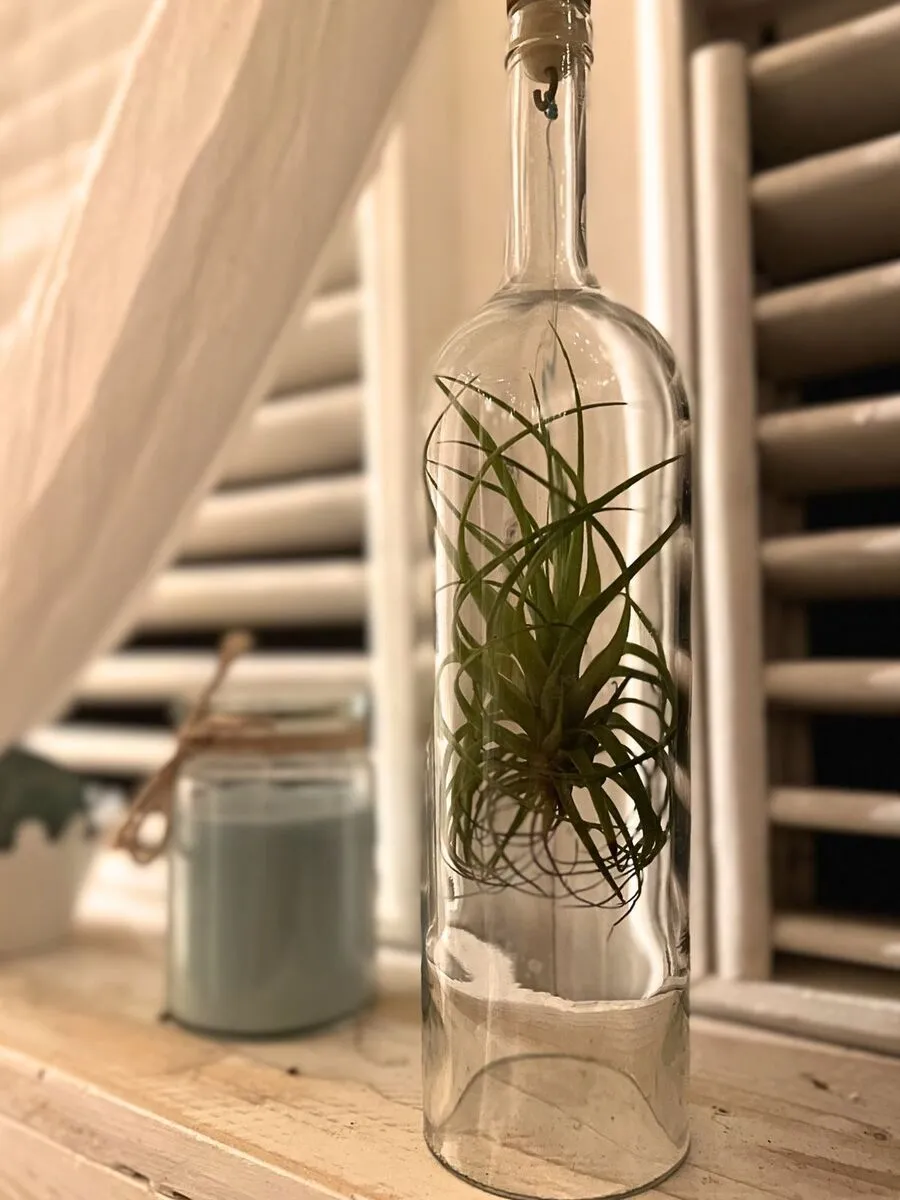 Objet déco bouteille en verre recyclée avec tillandsia suspendue décoration végétale Martinique