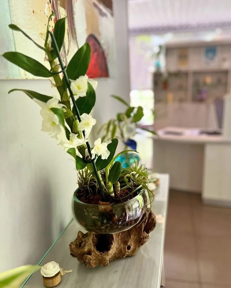 Composition végétale avec orchidée blanche et tillandsias dans verre soufflé sur racine de bois pour décoration intérieure en Martinique