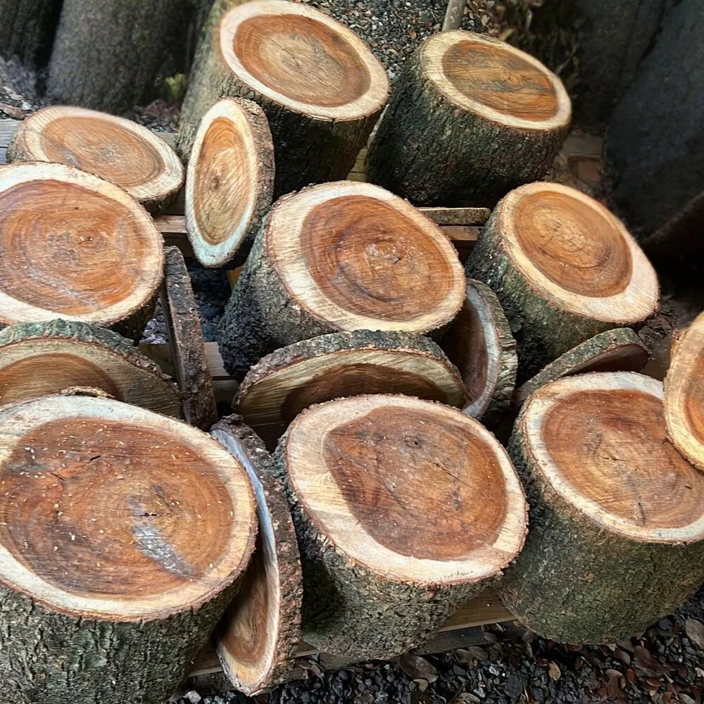Troncs en bois de Zamana local utilisés en décoration événementielle pour structurer des espaces en Martinique