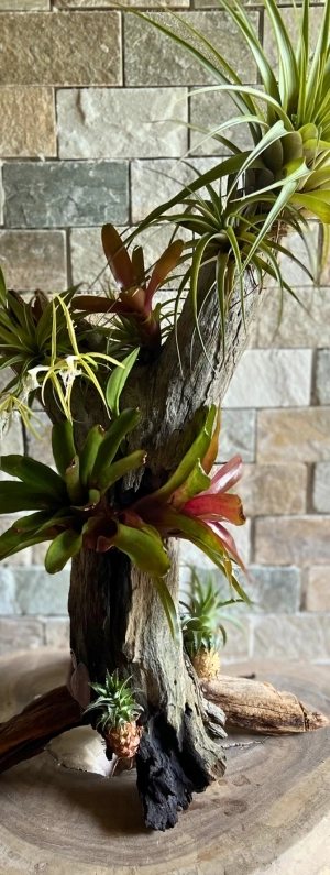 Ambiances végétales pour intérieurs et événements en Martinique